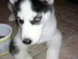 blue eye husky puppy