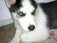 blue eye husky puppy