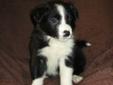 *****BORDER COLLIE PUPPIES FOR SALE*****