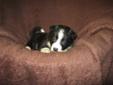 *****BORDER COLLIE PUPPIES FOR SALE*****