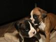 Boxer Puppies for Christmas