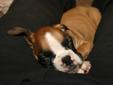 Boxer Puppies for Christmas