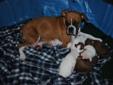Boxer Puppies ready for Christmas