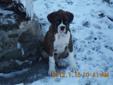 Boxer Puppies Still available as of Jan 19/ 2012