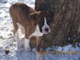 Boxer Puppies Still available as of Jan 19/ 2012
