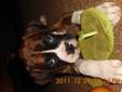 Boxer Puppy Still available as of Jan 22/ 2012
