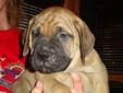 Bullmastiff Puppies for sale... CKC Registered breeder