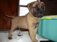 Bullmastiff Puppies for sale... CKC Registered breeder