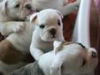 Canadian Kennel Club Registered English Bulldog