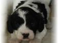Cavalier King Charles Spaniel X Poodle Puppies
