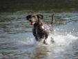 Chesador Pups-Chesapeake Bay Retriever/Yellow Labrador Retriever