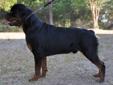 CKC reg German Rottweiler puppies ALL SOLD MORE IN JULY