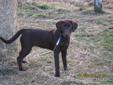 CKC Register Chocolate Labrador Retriever Pup