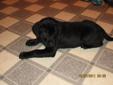 CKC Registered Black Labrador Retriever Pups