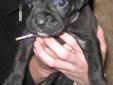 CKC Registered Boxer puppies for sale