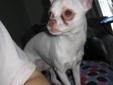CKC Registered Chihuahua For Sale