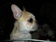 CKC Registered French Bulldog puppies