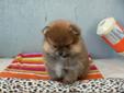 CKC Registered Male Pomeranian Puppy