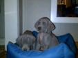 CKC Registered Weimaraner Puppies For Sale