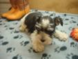 CKC Teacup Miniature Schnauzer Puppy!!!