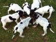 Coonhound puppies: Treeing walker/bluetick mix