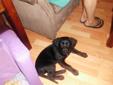Cute female black puppy, Needs to go asap,as we are moving!