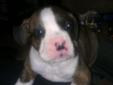 Female Boxer Puppy for Christmas!!! MAKE ME A REASONABLE OFFER