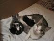 Female Cat - Domestic Short Hair - gray and white Tabby - Grey