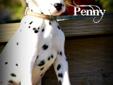 Female Dalmatian Puppy - Penny