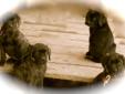 Female English Mastiff Puppies