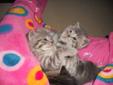 Free Tabby Kitten