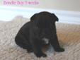 French Bulldog Puppies- Only 2 left