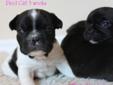 French Bulldog Puppies- Only 2 left