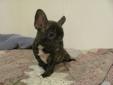 French Bulldog/Boston Terrier puppys for sale