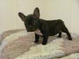 French Bulldog/Boston Terrier puppys for sale