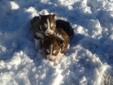 Full breed Siberian Husky pups/ Males