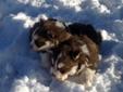 Full breed Siberian Husky pups/ Males