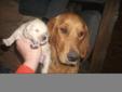 Golden Retriever Pupps For Sale *The perfect Christmas Present**