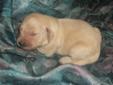 Golden Retriever Pupps For Sale *The perfect Christmas Present**