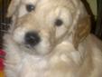 Goldendoodles -- PUPPIES READY FOR NEW HOMES