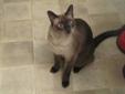 Good Natured Male Fixed Siamese cat ,