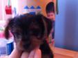 Gorgeous Pure Breed ?Yorkie? Yorkshire Terrier Puppy's