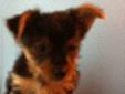 Gorgeous Pure Breed ?Yorkie? Yorkshire Terrier Puppy's