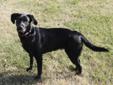 Gorgeous Registered Female Black Lab Looking for Forever Home!!