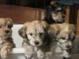 Havanes Bichon Puppies