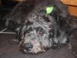 Issy has 1 Labradoodle girl left, ready December 8th