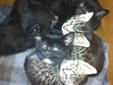 Kittens To Give Away To Good Homes