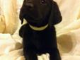LAB PUPPIES! ONLY 2 LEFT!