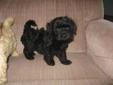 Lovely Bishapoo Puppies Available