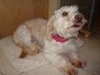 loving 3-year-old female terrier mix: does well in any home